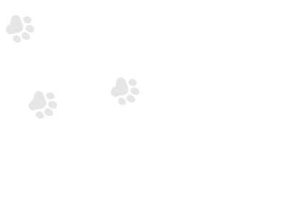 戴著紅色項圈的寵物貓